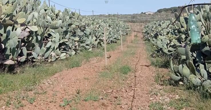 20250605112600-955711-4