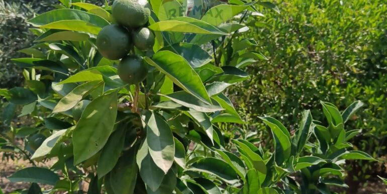 20250614123308-945092-19