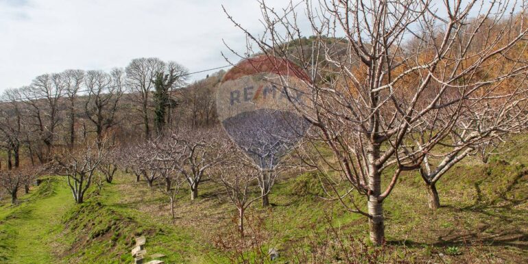 20250319124314-937498-4