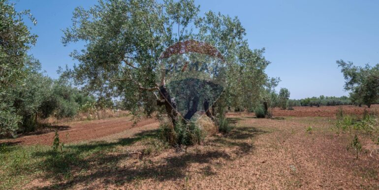 2025062493759-959914-13