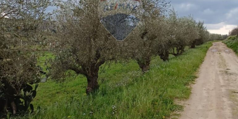 2025021365718-929189-5