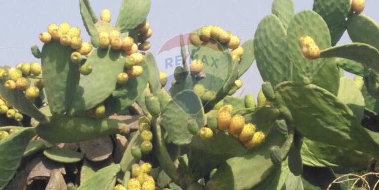 20250617172913-959159-1