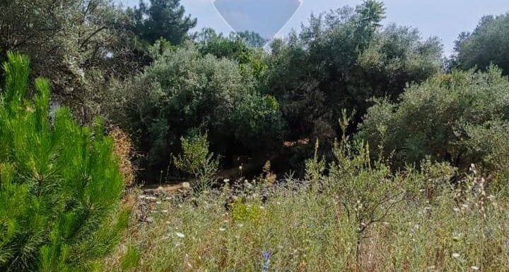 20250630125532-963427-6