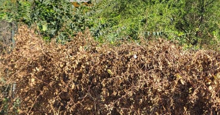 20250730120755-972158-5