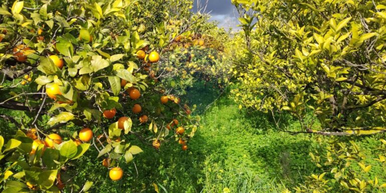 20250119200242-920519-6