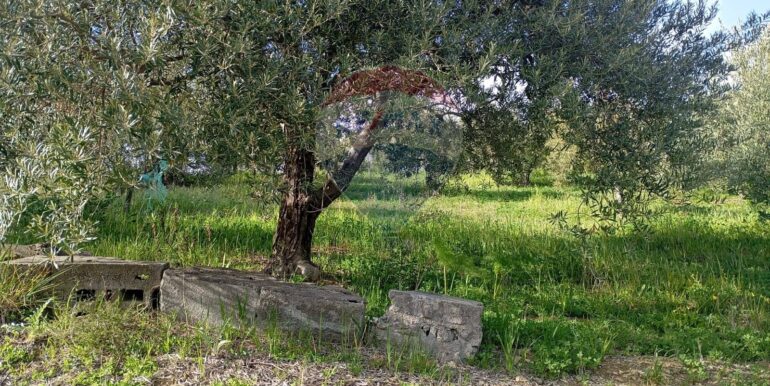 20250317114707-936658-13