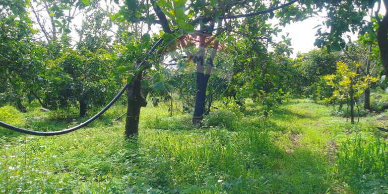 20250326111706-938442-6