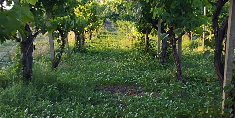 20250605234321-955875-3