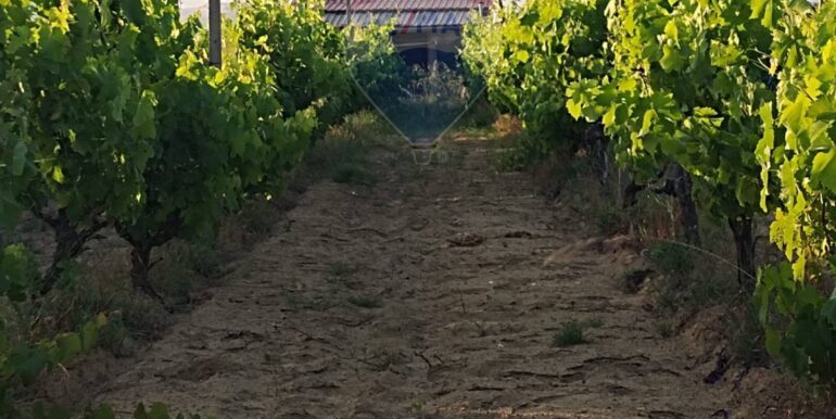 20250605234329-955875-8