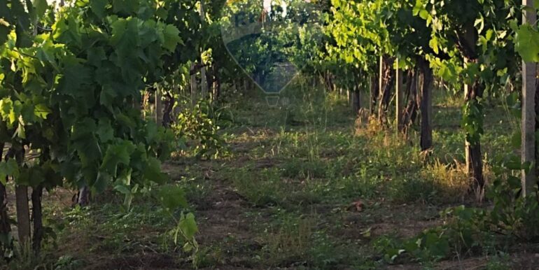 20250605234339-955875-13