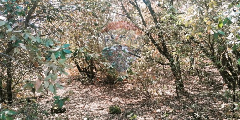 20250626101035-962314-11