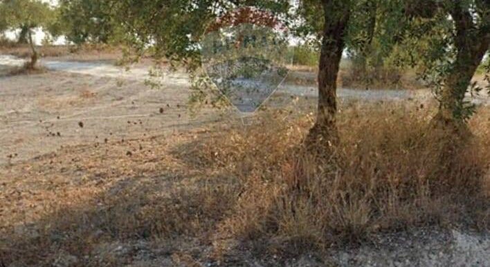 20250629100342-963081-7