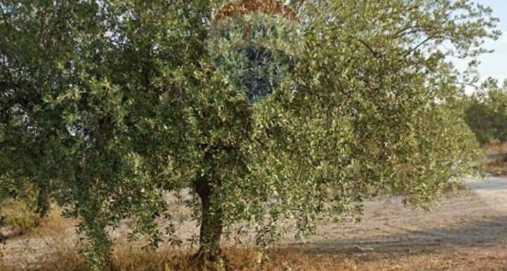 20250629100343-963081-8