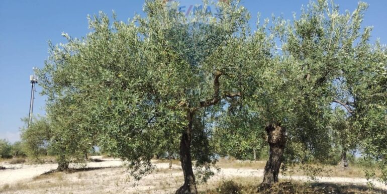 2025070391206-963081-11