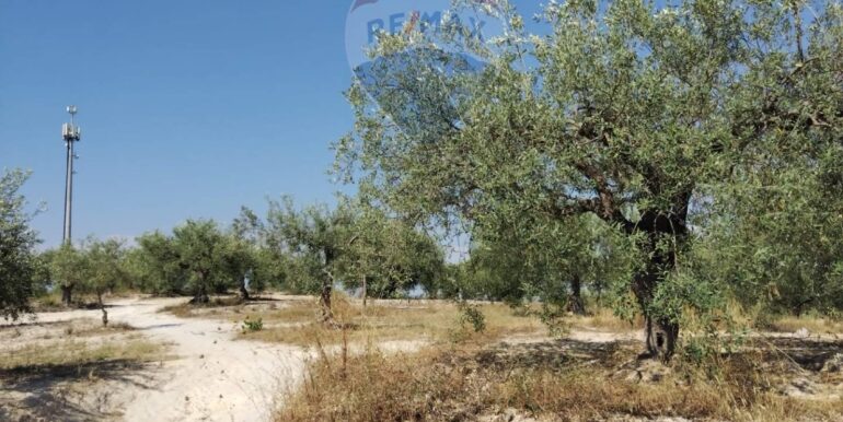 2025070391208-963081-12