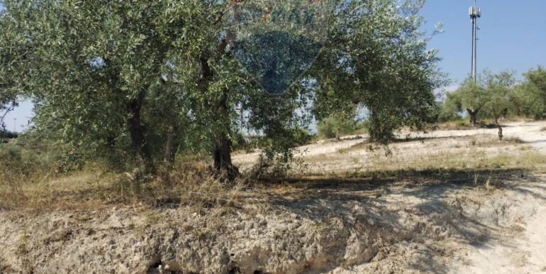 2025070391221-963081-19