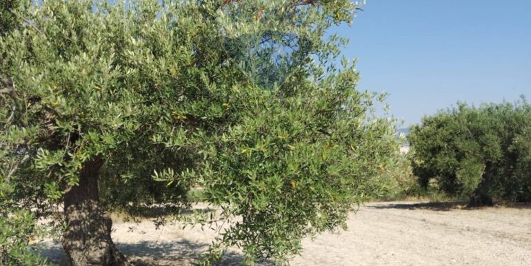 2025070391224-963081-20