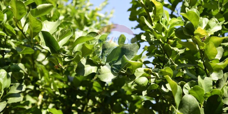 20250714105123-965779-22