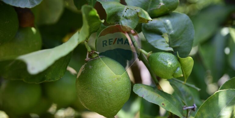 20250714105130-965779-24