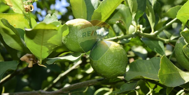 20250714105133-965779-25