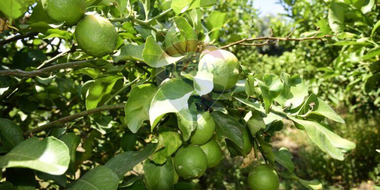 20250714105136-965779-26