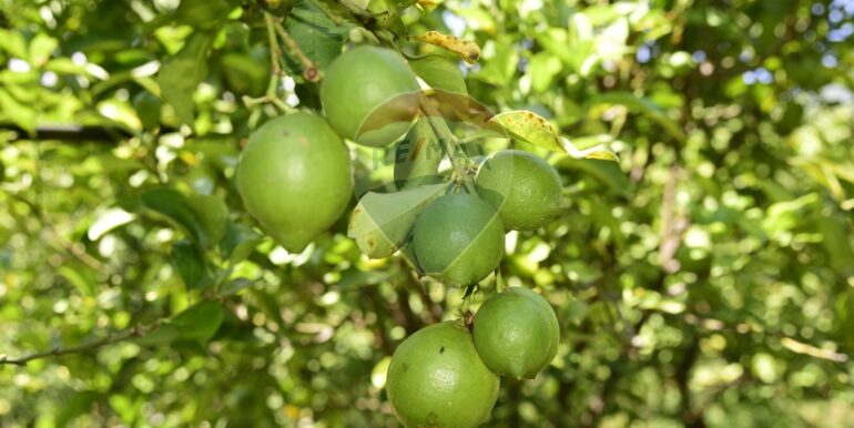 20250714105146-965779-29