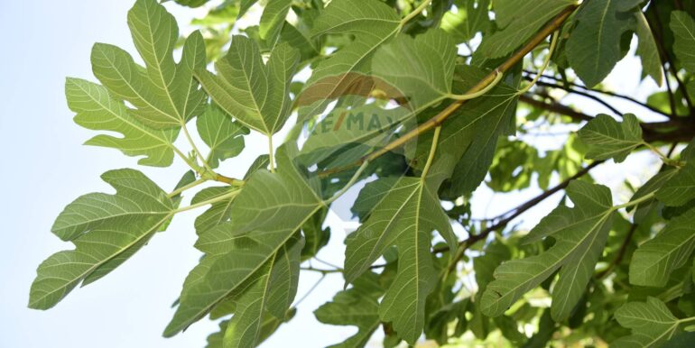 20250714105153-965779-31