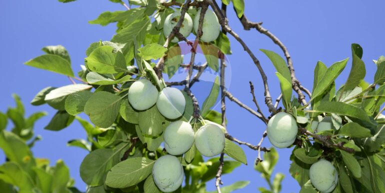 20250714105159-965779-33