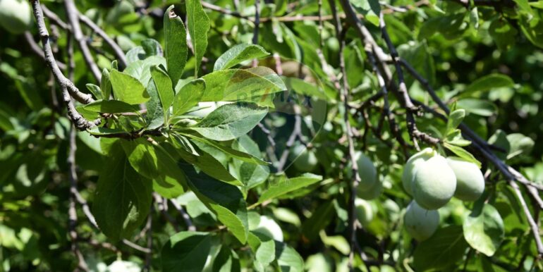 20250714105213-965779-37