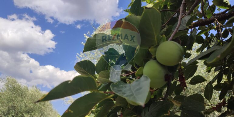 20250729174651-972374-23