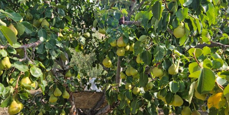 2025082694654-975707-15