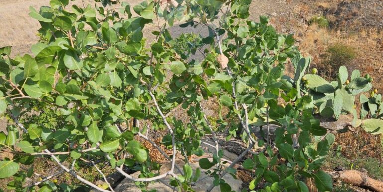 2025082694701-975707-17