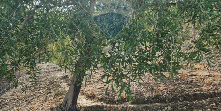 2025082694704-975707-18