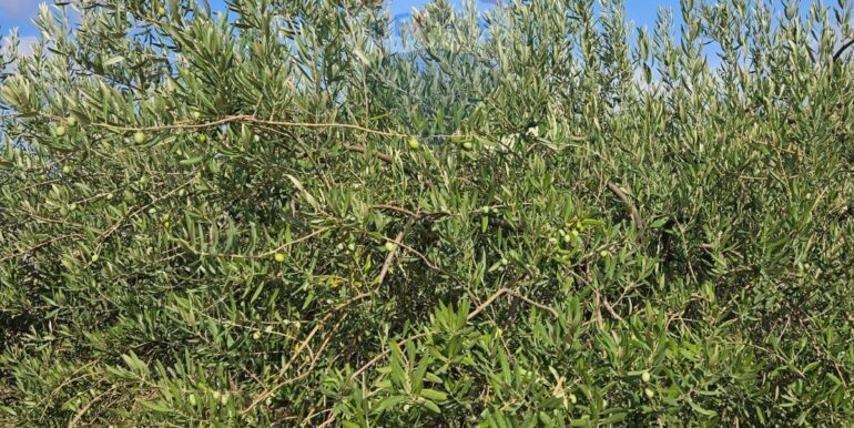 2025082694707-975707-19