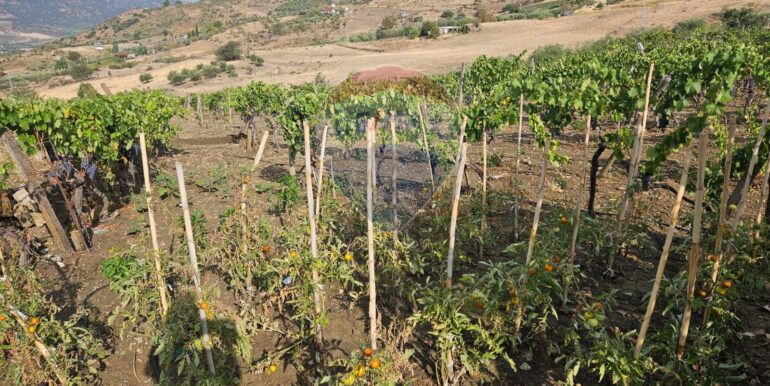 2025082694717-975707-22