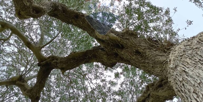 2025102294306-995293-8