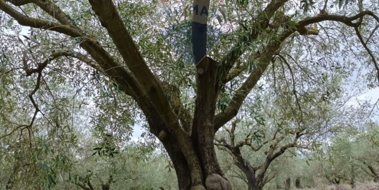 2025102294308-995293-16