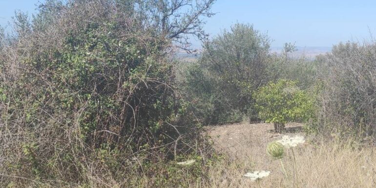 20250217141042-929964-7