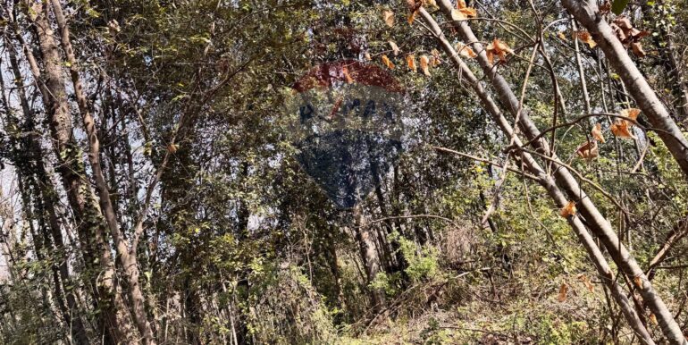 20250226123146-932531-2