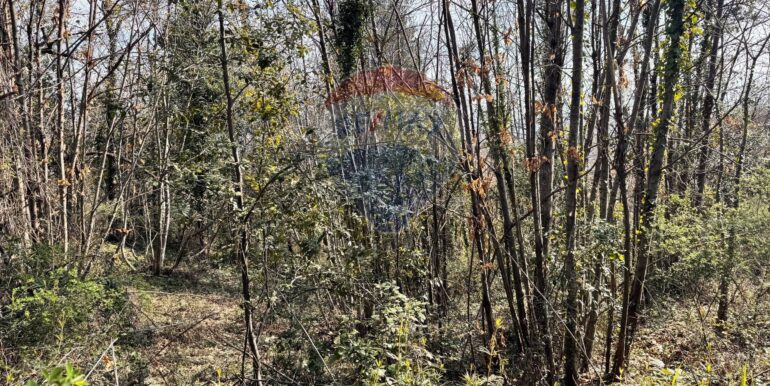 20250226123153-932531-3