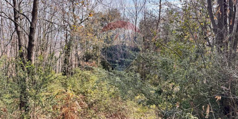 20250226123200-932531-4