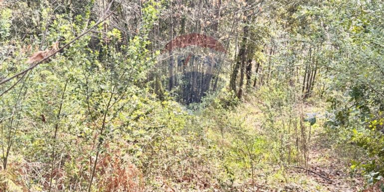 20250226123227-932531-9