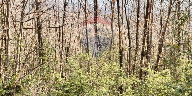 20250226123232-932531-10