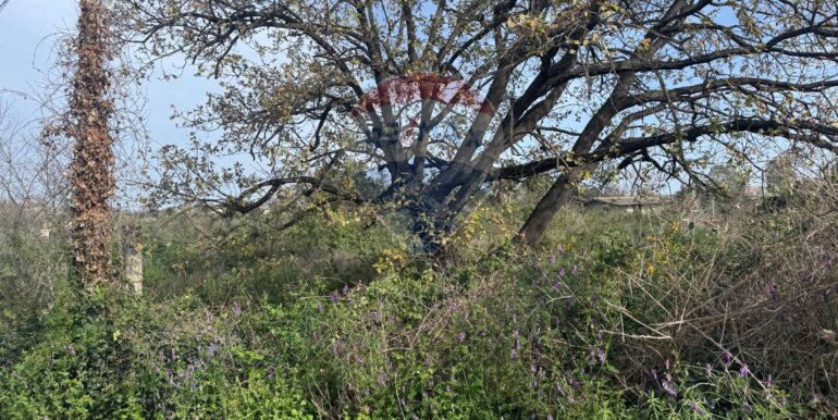 20250315103608-936538-5