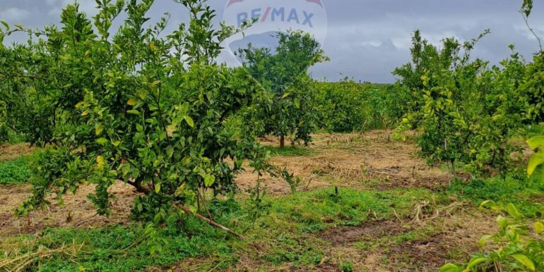 20250401124123-939100-4