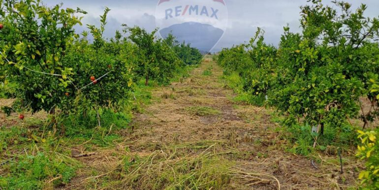 20250401124129-939100-6