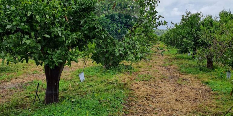 20250401124134-939100-8