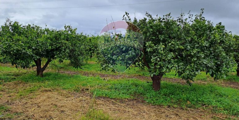 20250401124136-939100-9