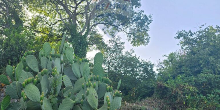 20250725115127-971508-8