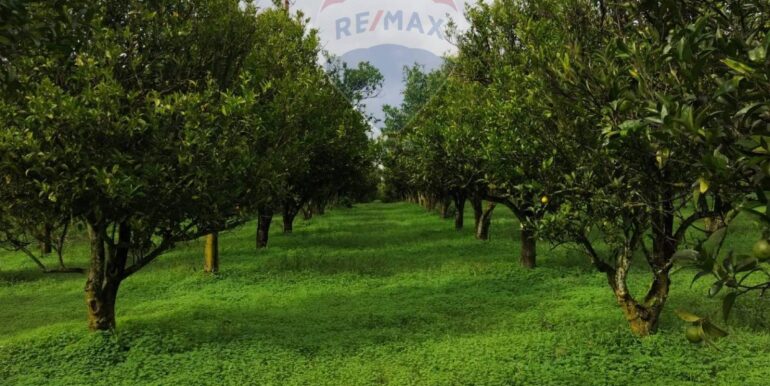 2025110985205-934781-9